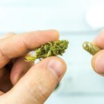 hand-holding-cannabis-flower-bud-and-cbd-pills-2022-08-01-05-14-22-utc