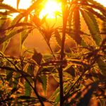 silhouette-of-cannabis-plant-at-sunrise-2021-08-26-16-58-39-utc