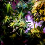 young-medical-marijuana-plant-in-ultraviolet-light-2022-08-01-05-14-49-utc