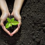 Hands holding and caring a green young  plant